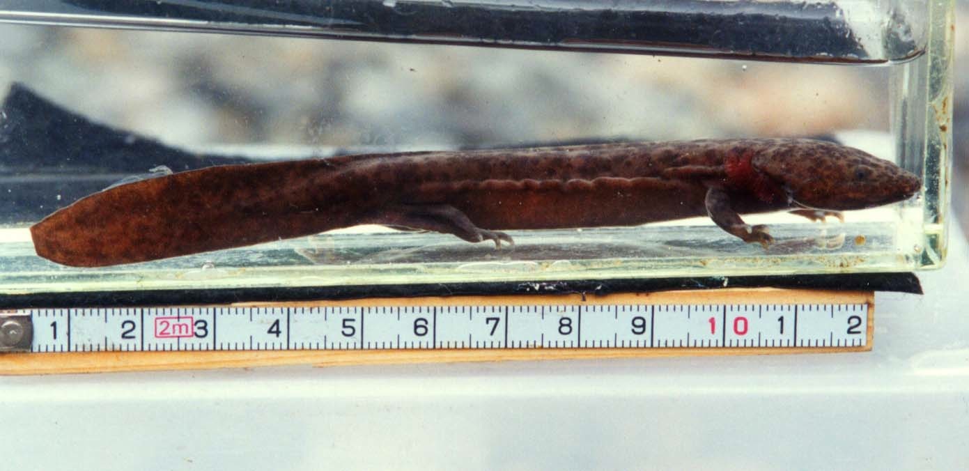 Andrias japonicus Larva 2